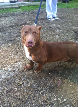 Illustration for article titled I Can't Stop Looking At This Pit Bull-Dachshund Mix's Dumb Fucking Face